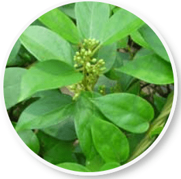 Gymnema Sylvestre: The Ayurvedic herb in Beliv for blood sugar control and weight management